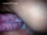 A dog eliminates sperms on the cunt of a Girl